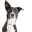 Masterson’s Veterinary Clinic New Lex Branch
