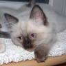 Matirag Hodowla Kotów Rasowych Ragdoll