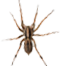 Maverick Termite & Pest Control