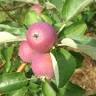 McLeod Orchards