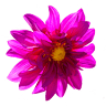 Medical Lake Flower Shop