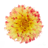 MERKEL GARDENS, LLC