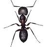 Metterville Pest Management LLC