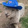 Paramount Cheviot Sheep Stud