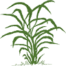 Miscanthus.lu SA