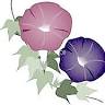 Morning Glory