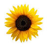 Mt Sunflower Bed & Breakfast