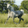 Myth Haven Arabian Farm