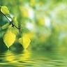 The Nature of Health