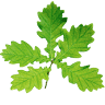 Natuurbegraafplaats Elspeterbos