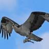 Northshore Audubon Society Inc