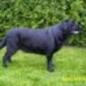 Chovatelská stanice Labradorských retrieverů Nový Svět u Jihlavy