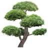 NQ Trees
