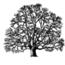 Nueces de Galicia