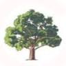 Oakhurst Physical Therapy Inc