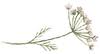 On A Limb Floral Design
