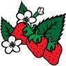 Organic Tropical Fruits