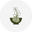 The Outback Apothecary (formally Lime Tree Cottage Roma)