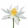 Padma Aromatherapy