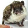 Paws-N-Claws Pet Shop