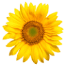 Floarea soarelui