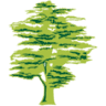 Parket Tree Barendrecht