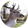 Stichting Park Merwestein