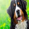Paws Resort & Spa