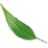 Pepiniera Siclau