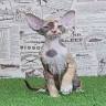 Perfetto Peterbald