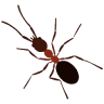 Michael's Carpenter Ant & Termite Services, LLC