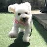 Pet Watch