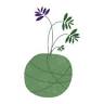 Petite Planet Kokedama