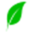 Phytoil