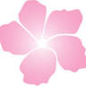 Pink Hibiscus