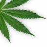 Pure Plant Cannabis