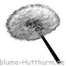 Pusteblume
