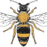 Queen Bee