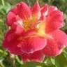 Queen Mab's CSM – Community Supported Medicine