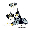 Rainbow Australian Shepherds