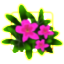 Rainbow Tropical Plants