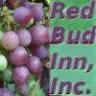 Red Bud Inn, Inc.