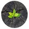 Renewed Hope Counselling Services