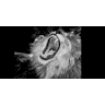 ROAR Consulting, LLC