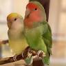 Robins Nest Aviaries and Aquariums Corp