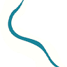 Rollins Podiatry