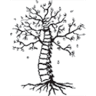 Roots Chiropractic Bryant