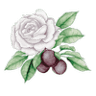 Rose & Plum Living