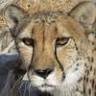 Safe Haven Wildlife Sanctuary