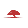 Scarlet Oak
